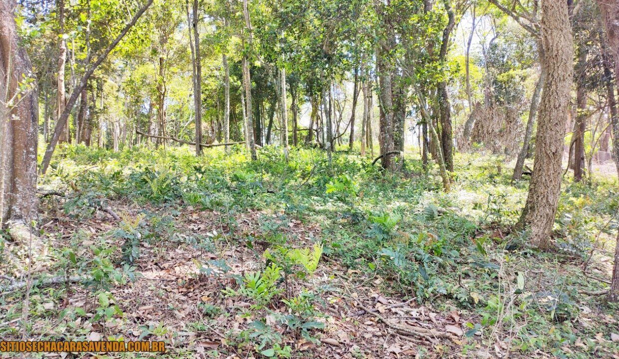 TERRENO 1.OOO PÉ NA ÁGUA A VENDA JOANÓPLIS INTERIOR DE SÃO PAULO REPRESA DO JAGUARI (7)